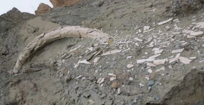 Φλώρινα: Εντοπίστηκε προϊστορικός χαυλιόδοντας μήκους δύο μέτρων